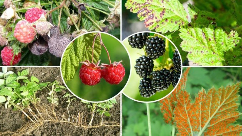 Leitfaden zur Pflege von Himbeeren nach der Ernte im Juli