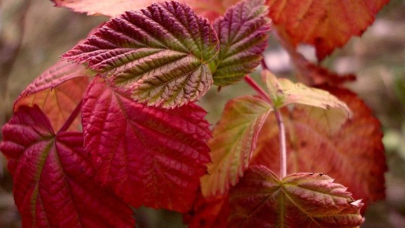 Raspberry leaves turn red in June: why does this happen and what to do about it