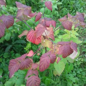 Raspberry leaves turn red in June: why does this happen and what to do about it