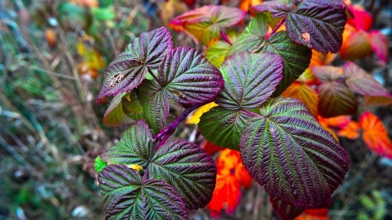 Raspberry leaves turn red in June: why does this happen and what to do about it