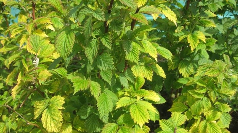 Le foglie del lampone diventano gialle in estate: cosa fare e perché ciò accade