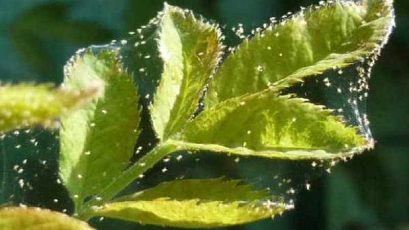 Las hojas de frambuesa se vuelven amarillas en verano: que hacer y por qué sucede esto