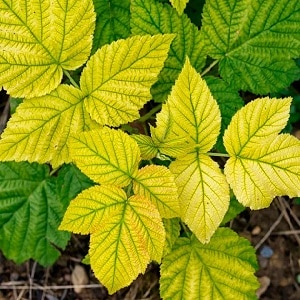 Las hojas de frambuesa se vuelven amarillas en verano: que hacer y por qué sucede esto