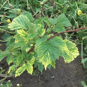 Raspberry leaves turn yellow in summer: what to do and why this happens