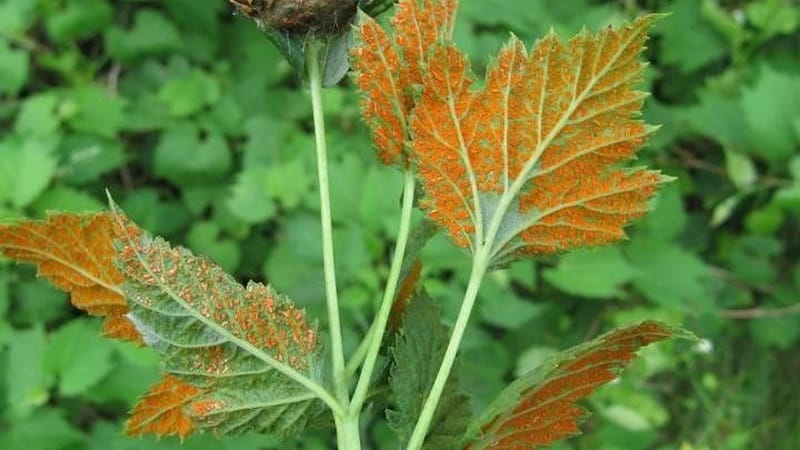 Las hojas de frambuesa se vuelven amarillas en verano: que hacer y por qué sucede esto