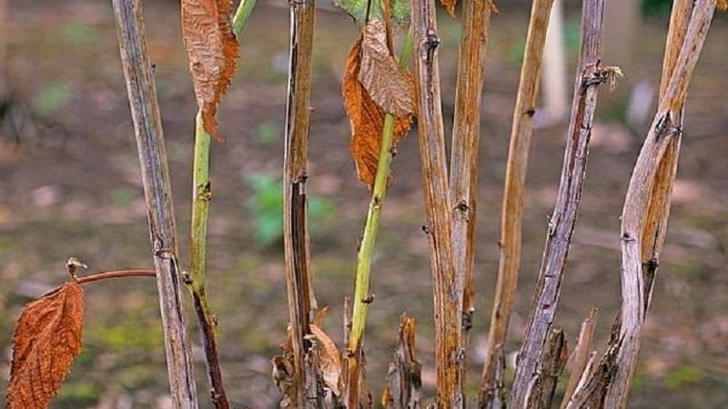 Las hojas de frambuesa se vuelven amarillas en verano: que hacer y por qué sucede esto