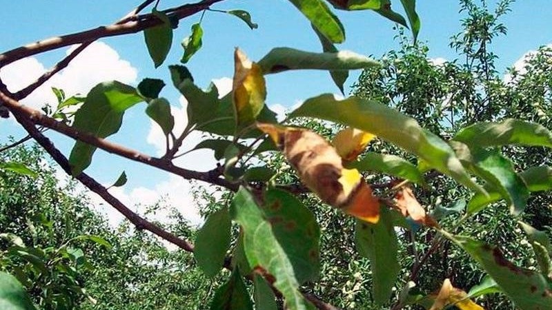 Les feuilles du pommier jaunissent en juin : que faire et pourquoi cela se produit - un guide pour les jardiniers