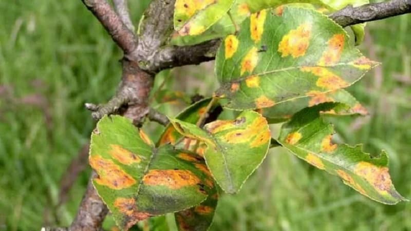 Las hojas del manzano se vuelven amarillas en junio: qué hacer y por qué sucede esto - una guía para jardineros