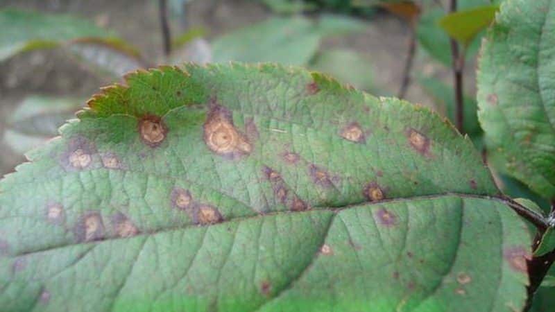 Las hojas del manzano se vuelven amarillas en junio: qué hacer y por qué sucede esto - una guía para jardineros