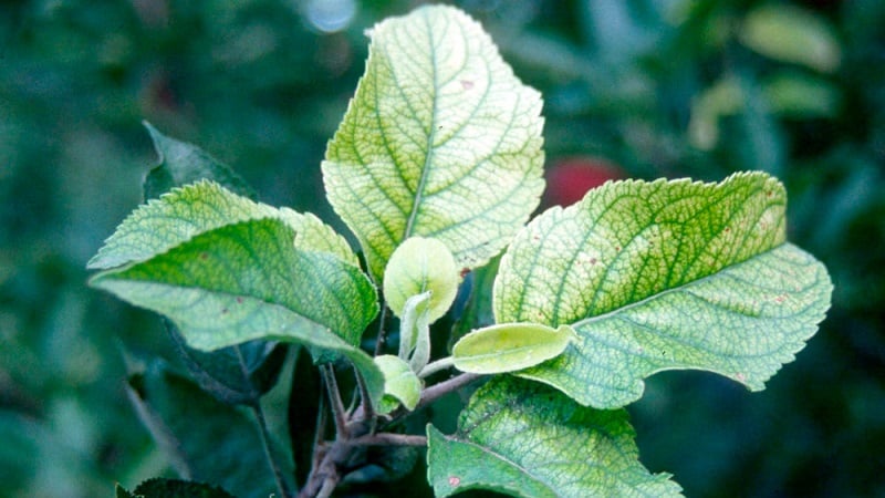 As folhas da macieira ficam amarelas em junho: o que fazer e por que isso acontece - um guia para jardineiro