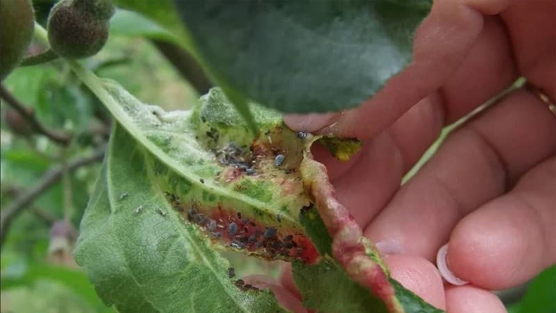 עלי עץ התפוח מצהיבים ביוני: מה לעשות ולמה זה קורה - מדריך לגננים