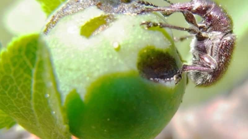 Le foglie del melo diventano gialle a giugno: cosa fare e perché ciò accade - una guida per i giardinieri