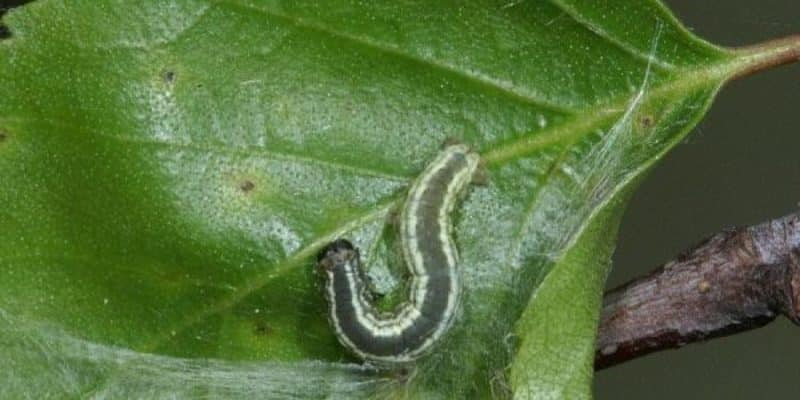 Les fulles de la pomera es tornen grogues al juny: què fer i per què passa això: una guia per als jardiners