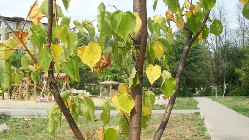 Les feuilles du pommier jaunissent en juin : que faire et pourquoi cela se produit - un guide pour les jardiniers