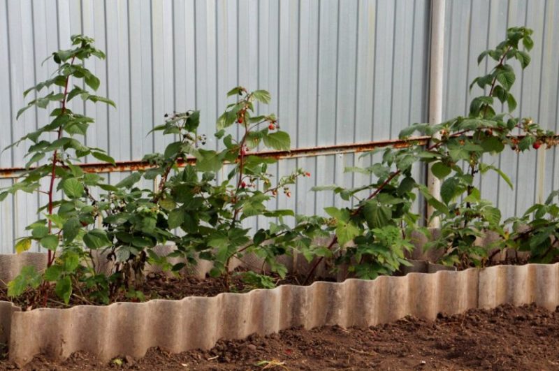 Anleitung zur Vermehrung von Himbeeren im Sommer durch Stecklinge für Anfänger