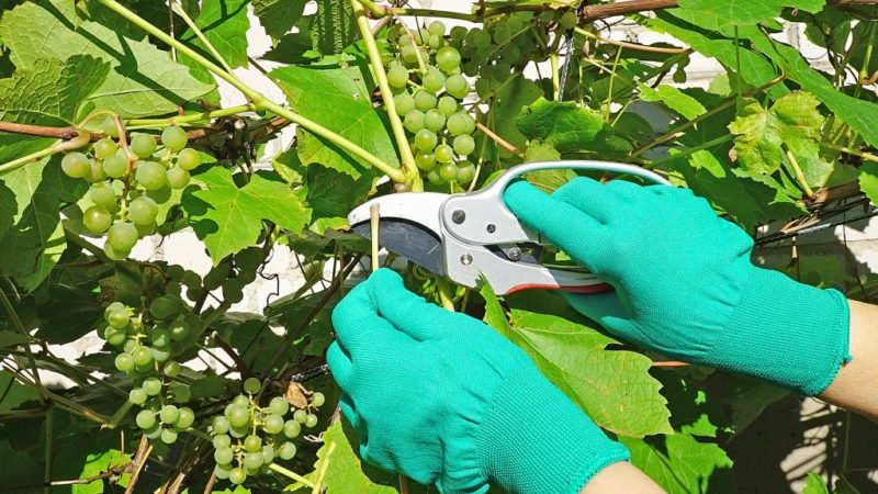 How to properly care for grapes in July: what to do, tips for beginning winegrowers