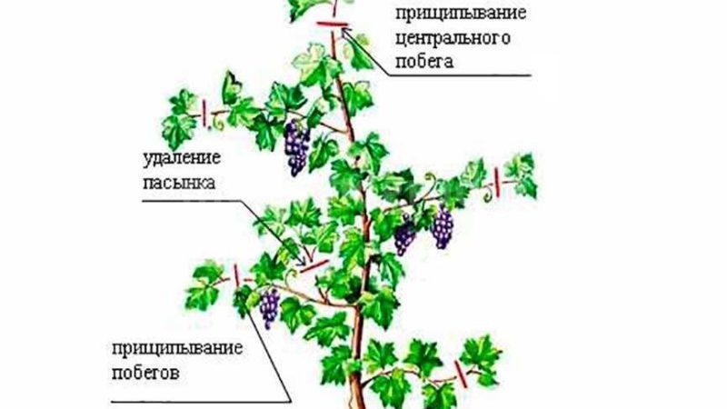 Come prendersi cura adeguatamente dell'uva a luglio: cosa fare, consigli per i viticoltori alle prime armi