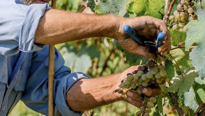 Guide to caring for grapes in August and advice from experienced winegrowers