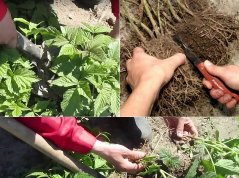 Instructies voor het vermeerderen van frambozen in de zomer door stekken voor beginnende tuinders