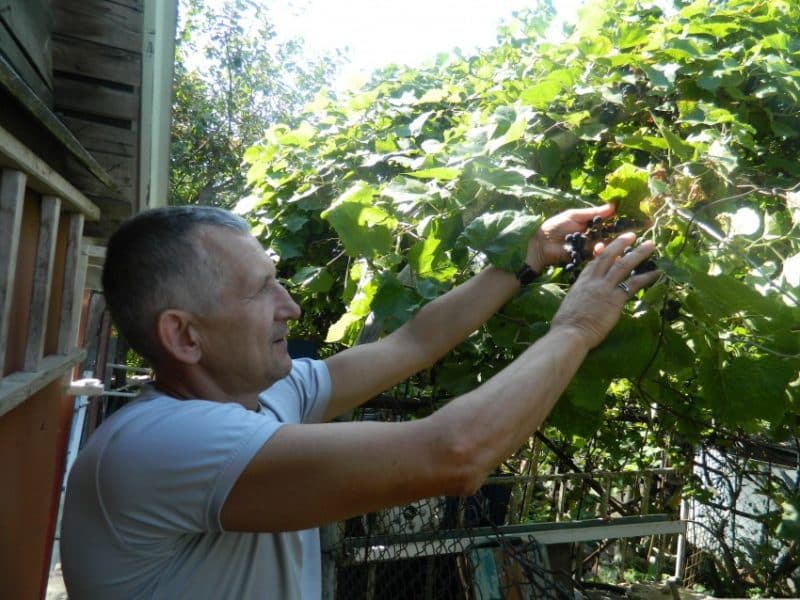 Какви грижи за гроздето се изискват през юни и как да се извършват правилно