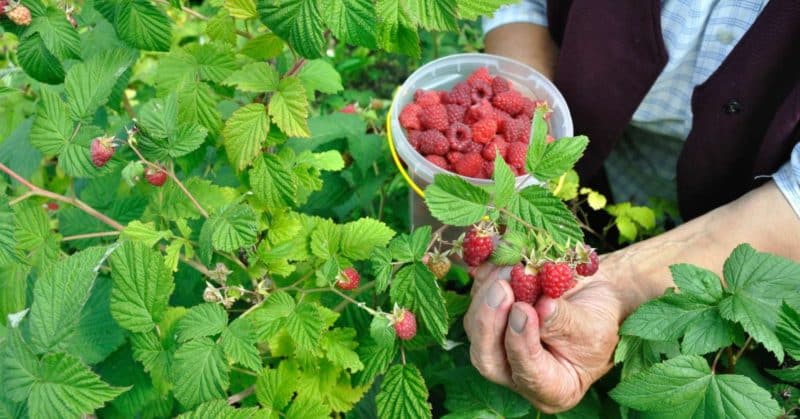 Guia para cuidar das framboesas após a colheita em julho