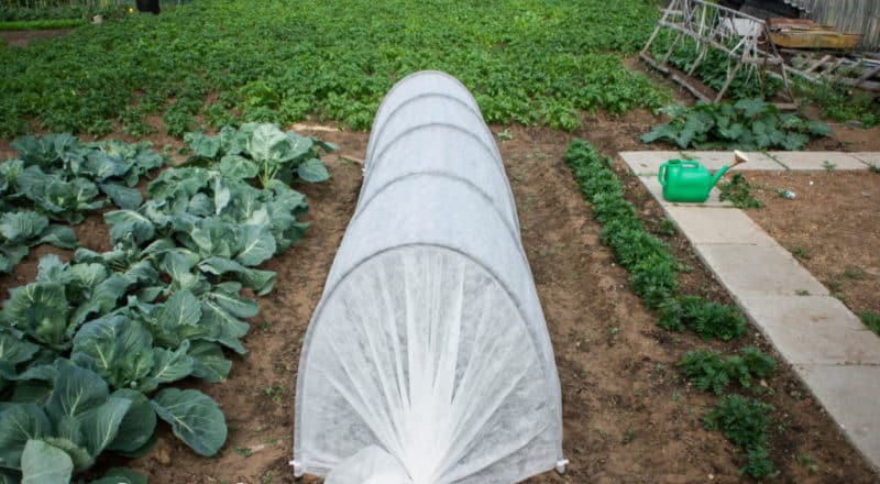 Que faire si les oignons pourrissent dans le jardin et pourquoi cela se produit