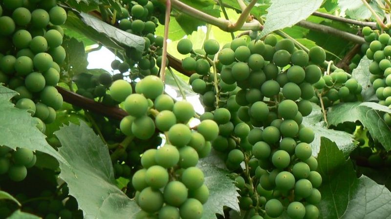 Instrucciones para viticultores principiantes: cómo propagar las uvas mediante capas en verano.