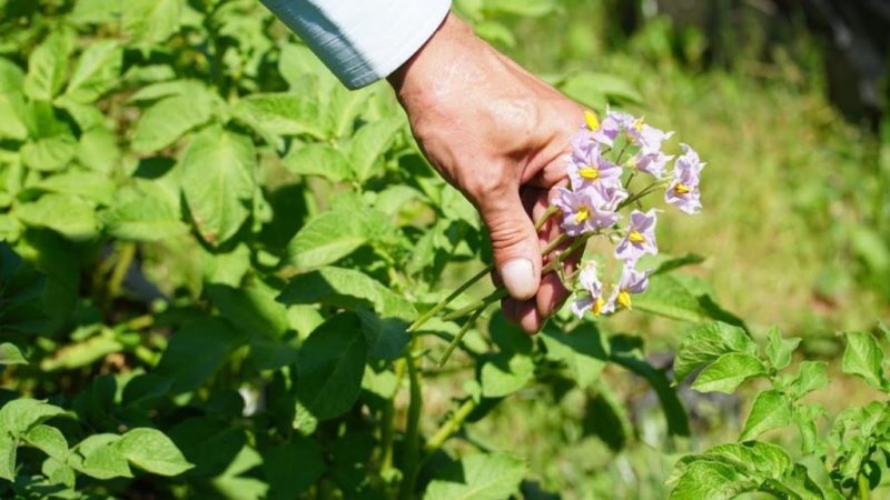 Lời khuyên cuộc sống từ những người nông dân giàu kinh nghiệm: tại sao lại hái hoa từ khoai tây và nó mang lại lợi ích gì?