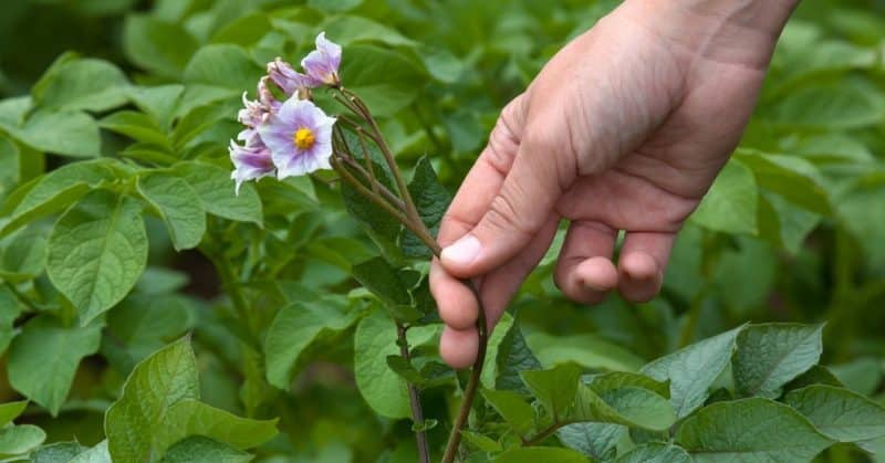 Lời khuyên cuộc sống từ những người nông dân giàu kinh nghiệm: tại sao lại hái hoa từ khoai tây và nó mang lại lợi ích gì?