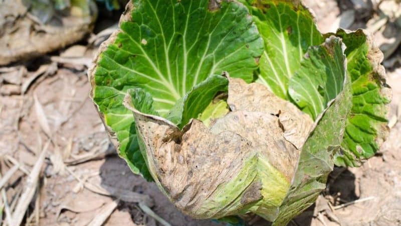 Perché le foglie del cavolo diventano gialle e cosa fare al riguardo