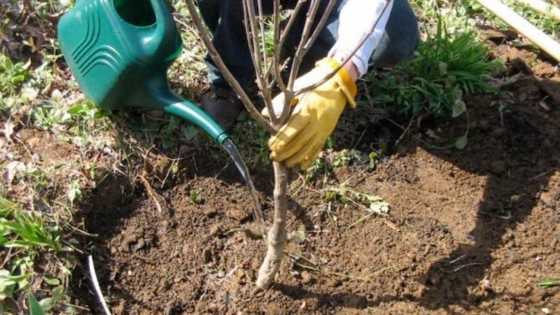 Instruktioner för att transplantera körsbär till en annan plats på sommaren för nybörjare trädgårdsmästare