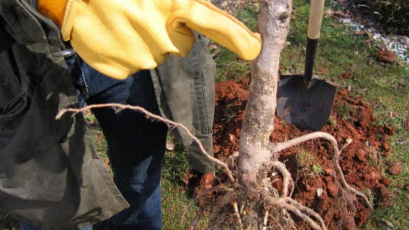 Instruktioner för att transplantera körsbär till en annan plats på sommaren för nybörjare trädgårdsmästare