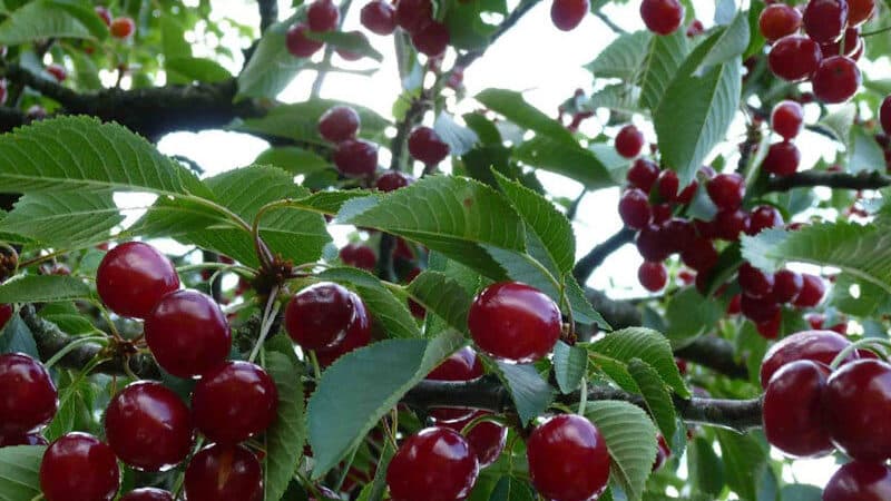 Arahan untuk memindahkan ceri ke tempat lain pada musim panas untuk tukang kebun pemula