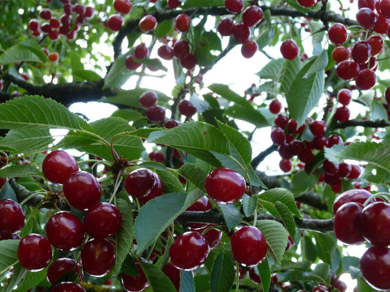 Instructions for transplanting cherries to another place in the summer for beginner gardeners