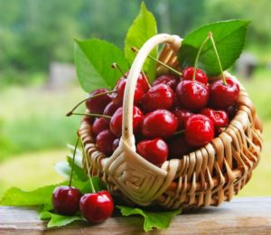 Instructions for transplanting cherries to another place in the summer for beginner gardeners