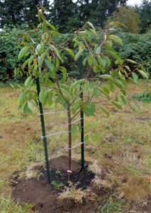 Instrucciones para trasplantar cerezas a otro lugar en verano para jardineros principiantes.