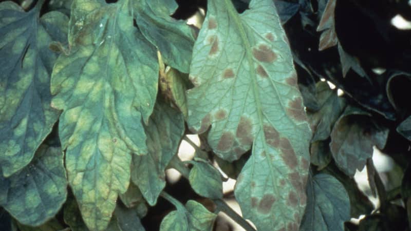 Que faire si des taches brunes apparaissent sur les tomates : photos de tomates affectées et moyens de les conserver