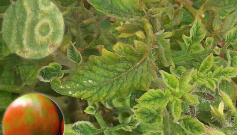 Que faire si des taches brunes apparaissent sur les tomates : photos de tomates affectées et moyens de les conserver