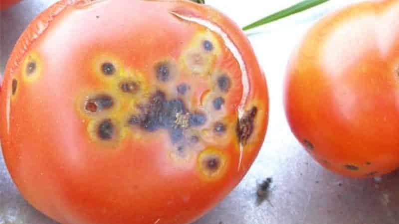 Qué hacer si aparecen manchas marrones en los tomates: fotos de tomates afectados y formas de salvarlos