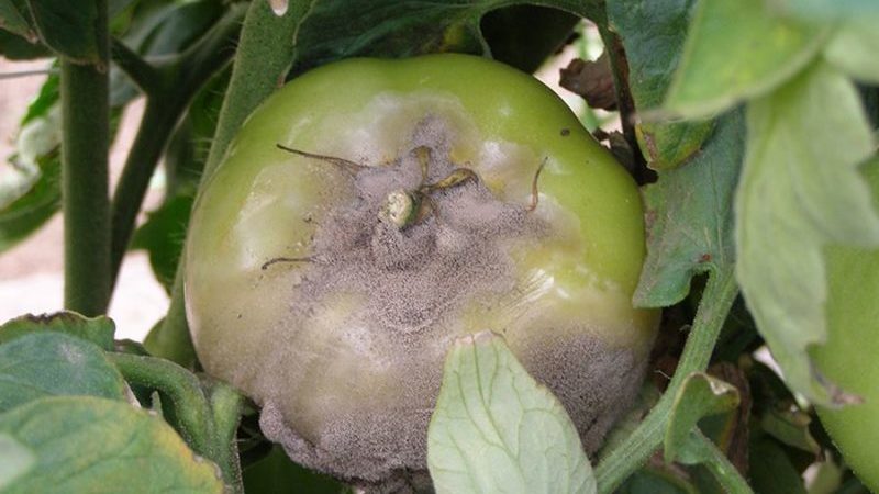 Mida teha, kui tomatitele ilmuvad pruunid laigud: fotod kahjustatud tomatitest ja nende päästmise viisid