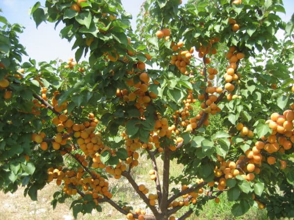 Combien et à quelle fréquence arroser les abricots en été : instructions détaillées