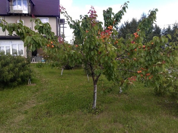 Koľko a ako často zalievať marhule v lete: podrobné pokyny