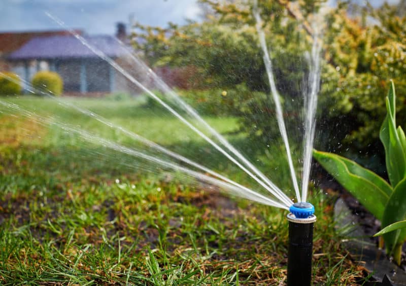 Hoeveel en hoe vaak abrikozen water geven in de zomer: gedetailleerde instructies