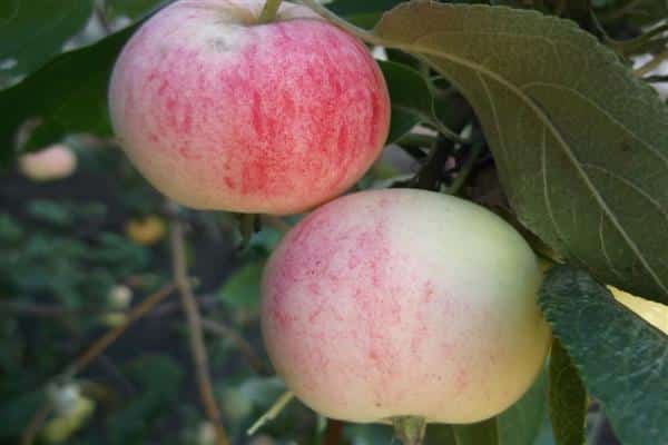 Step-by-step instructions for cutting an apple tree in the summer for beginners