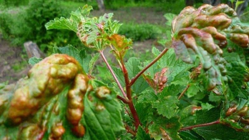 Qu'est-ce que l'anthracnose de groseille et comment lutter contre cette maladie