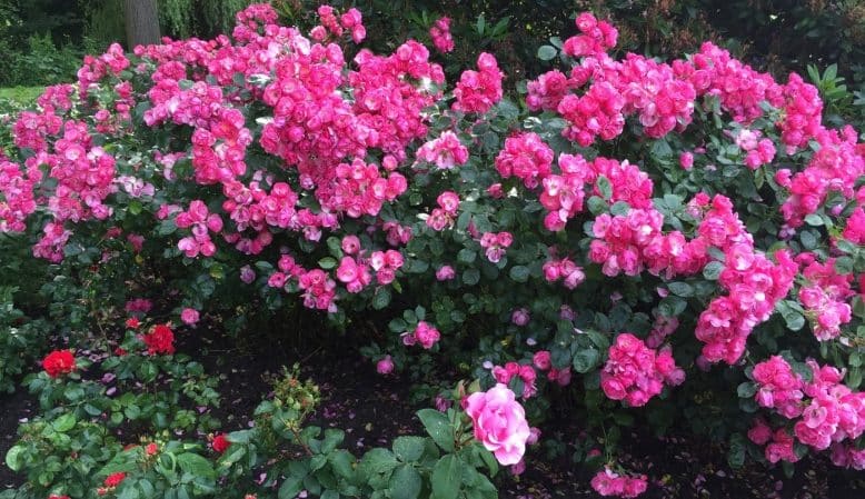 Les millors varietats de roses enfiladisses resistents a l'hivern que floreixen tot l'estiu