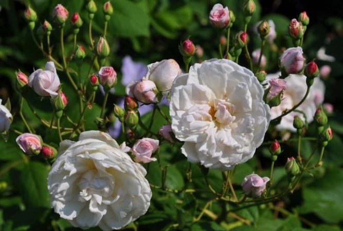 Instructions for beginner gardeners: how to propagate climbing roses by cuttings in the summer step by step