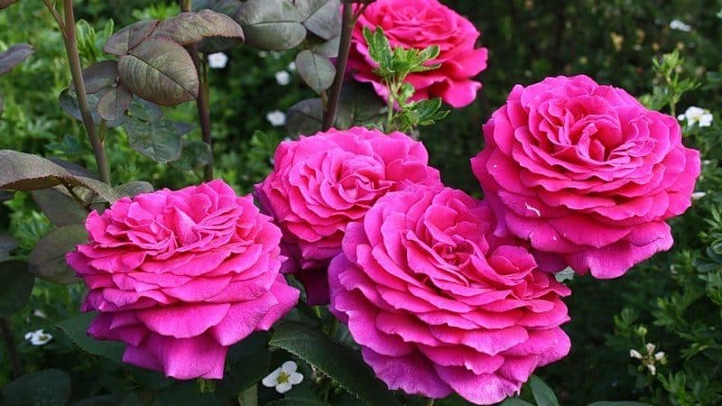 Cómo cultivar rosas moradas y qué variedades elegir.