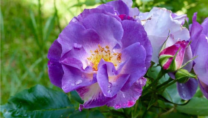 Cómo cultivar rosas moradas y qué variedades elegir.