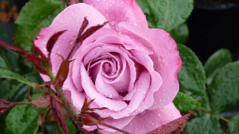 Com cultivar roses morades i quines varietats triar